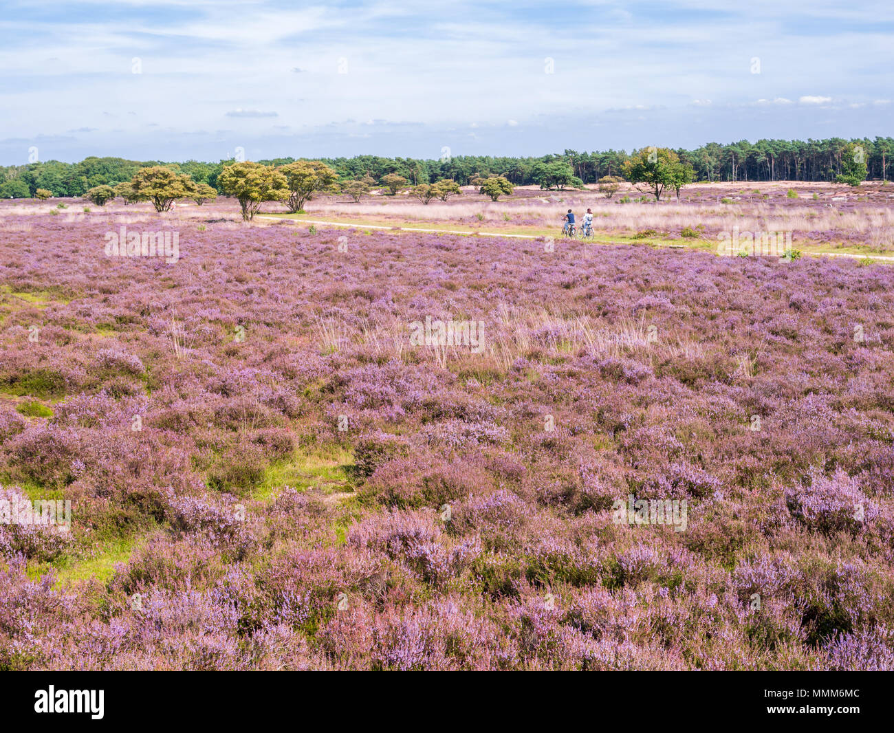 Menschen Reiten Fahrrad auf Pfad und Panorama der lila Heidekraut in voller Blüte im Naturschutzgebiet, Gooi Zuiderheide in der Nähe von Hilversum, Niederlande Stockfoto