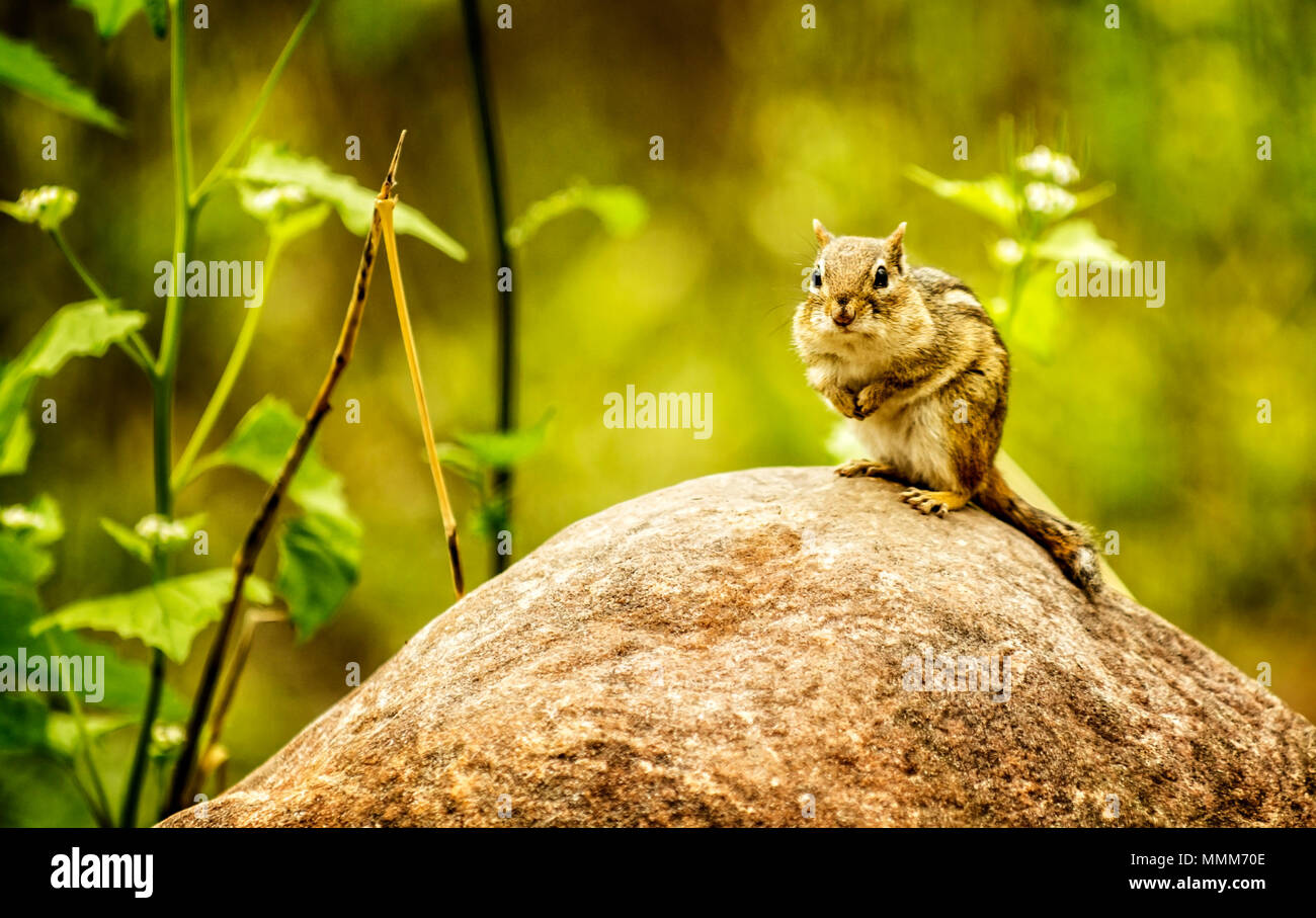 Ein niedliches Eichhörnchen sitzt auf einem großen Felsen. Stockfoto