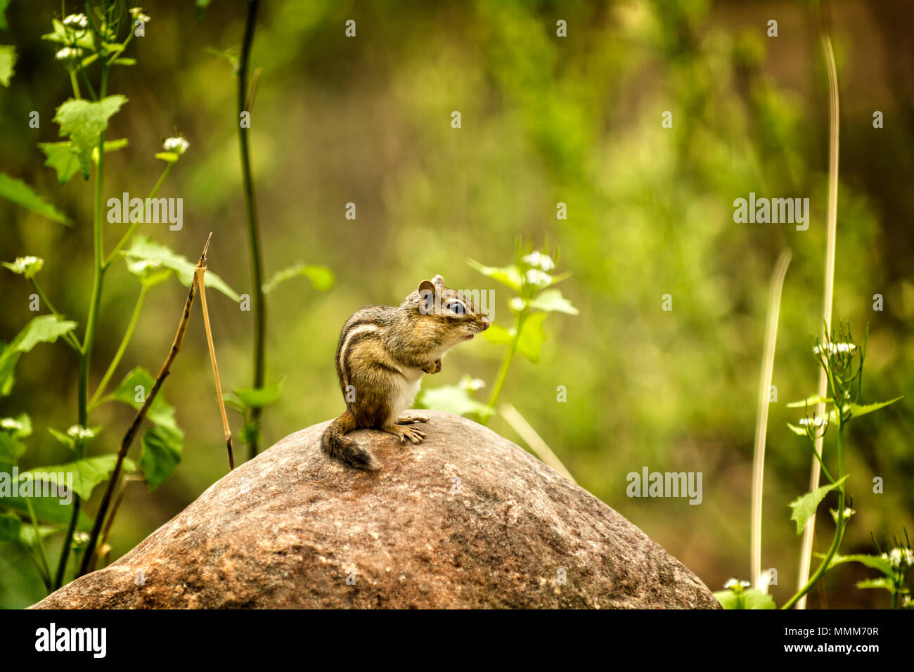 Ein niedliches Eichhörnchen sitzt auf einem großen Felsen. Stockfoto