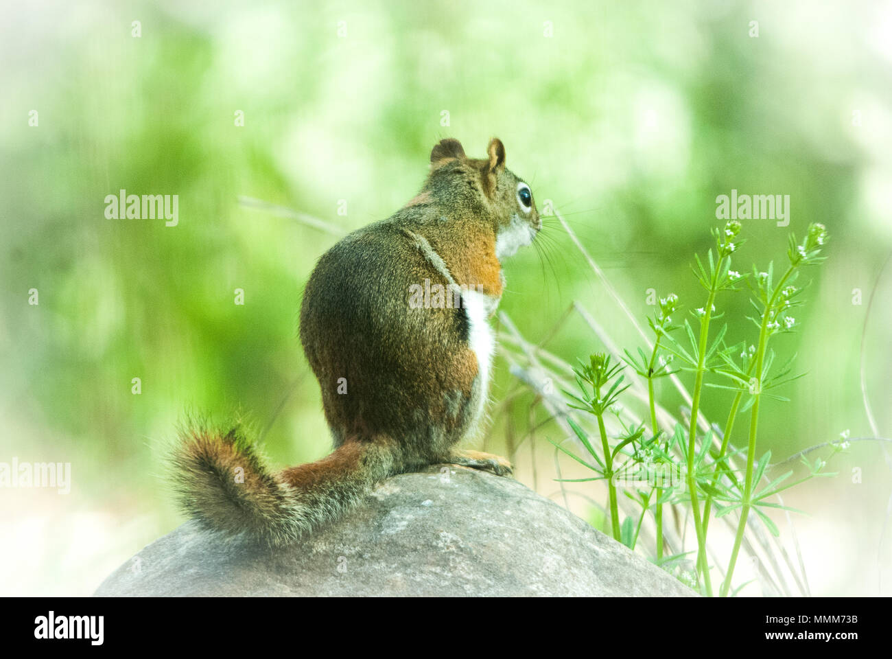 Ein niedliches Eichhörnchen auf einem Stein saß, wie es in den Blick nimmt. Stockfoto