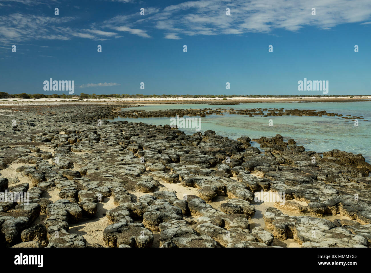 Die Hamelin Pool Stromatolithen, älteste lebende organismes auf der Erde, in der Nähe von Denham in Western Australia. Stockfoto
