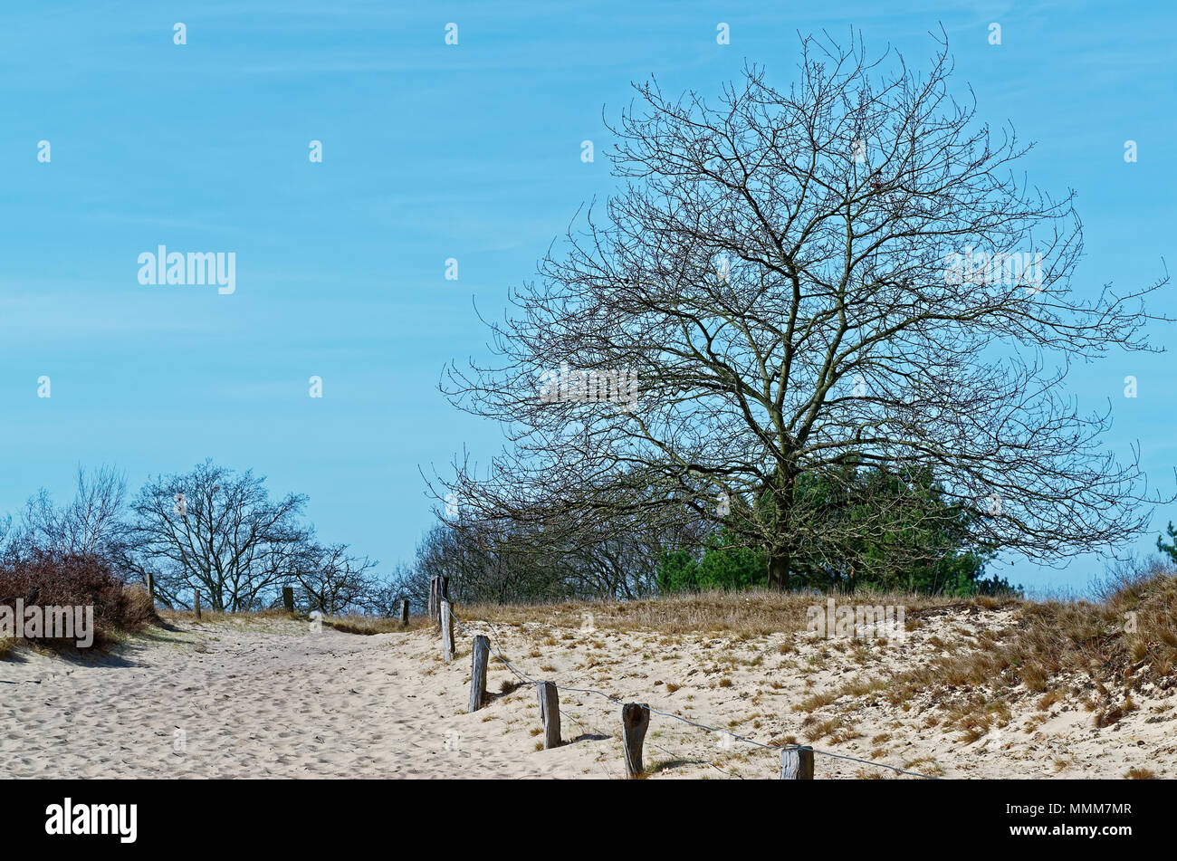 Sanddünen im Naturschutzgebiet Boberger Niederung in Hamburg, Deutschland Stockfoto