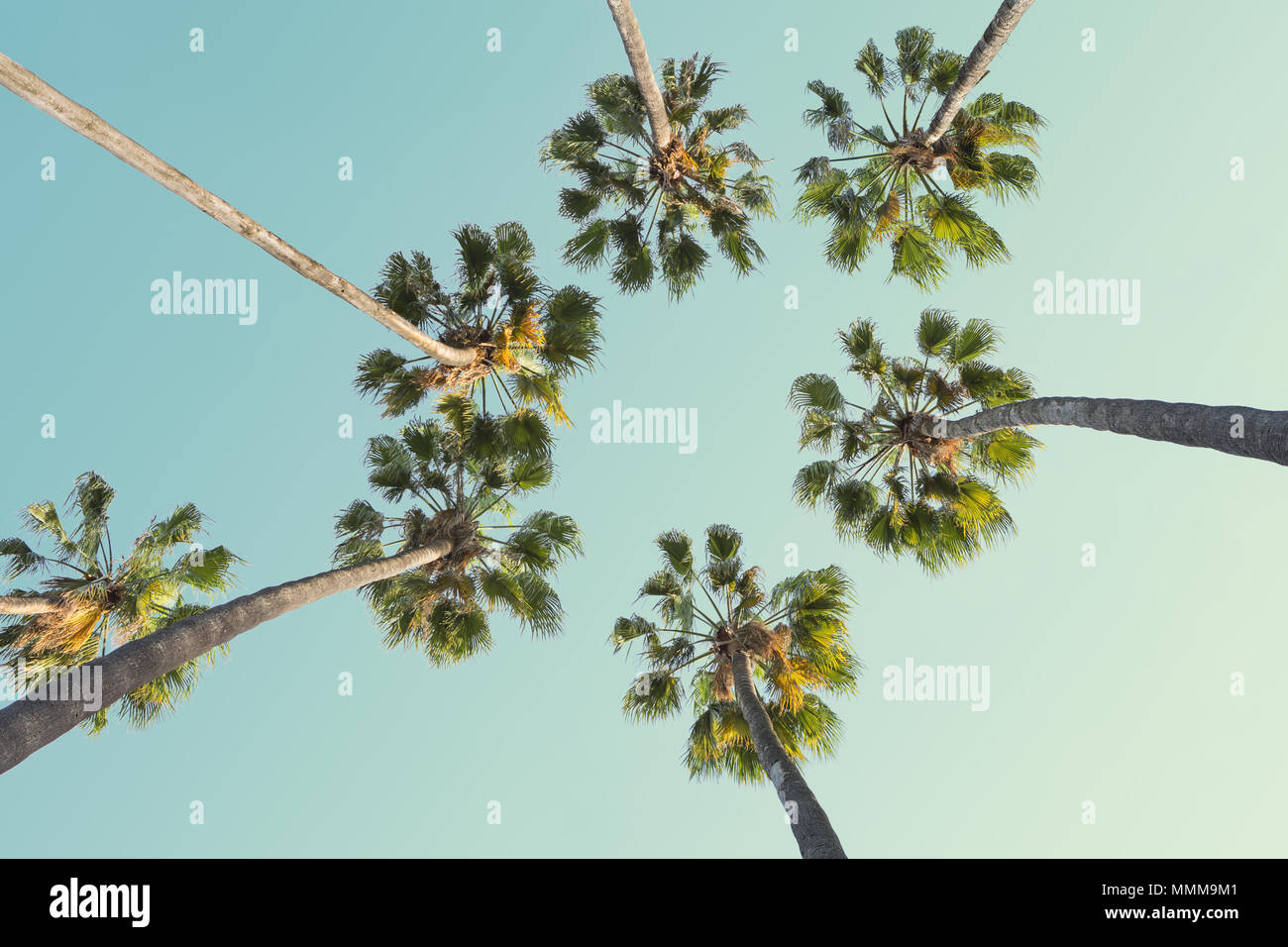 Tropische Palmen auf klaren Sommer Himmel Hintergrund. Low Angle View. Getonten Bild Stockfoto