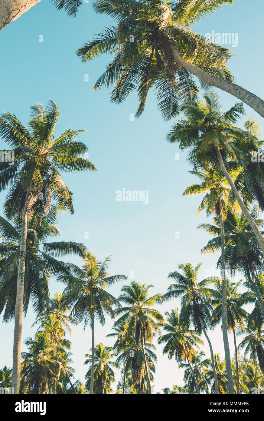 Tropische Palmen auf klaren Sommer Himmel Hintergrund. Getonten Bild Stockfoto
