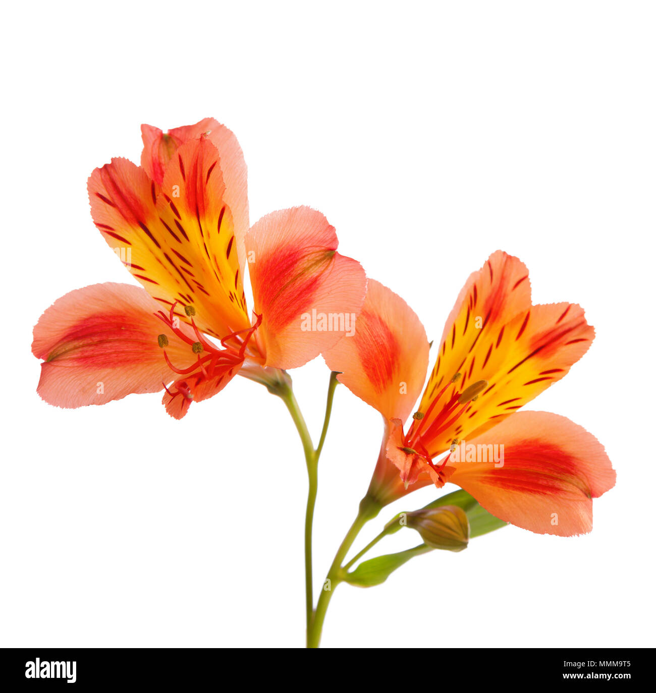 Zwei orange Alstroemeria Blumen auf weißem Hintergrund. Stockfoto