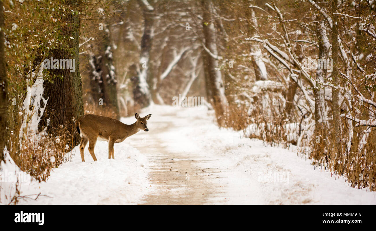 Foto von einem schönen weißen tailed deer auf einen schneereichen Winter Trail in einem bewaldeten Park. Stockfoto