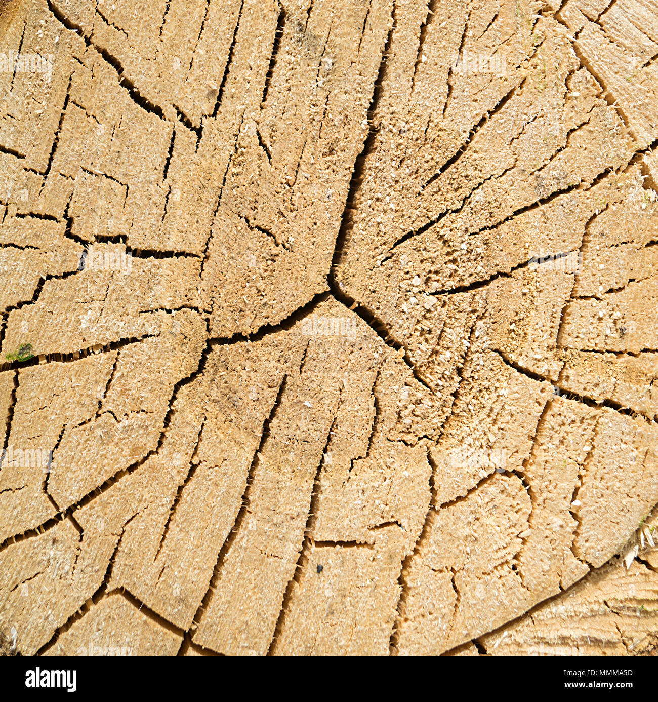 Der Schnitt alter Baum mit Rift. Textur trocken ist, verwässert Stockfoto