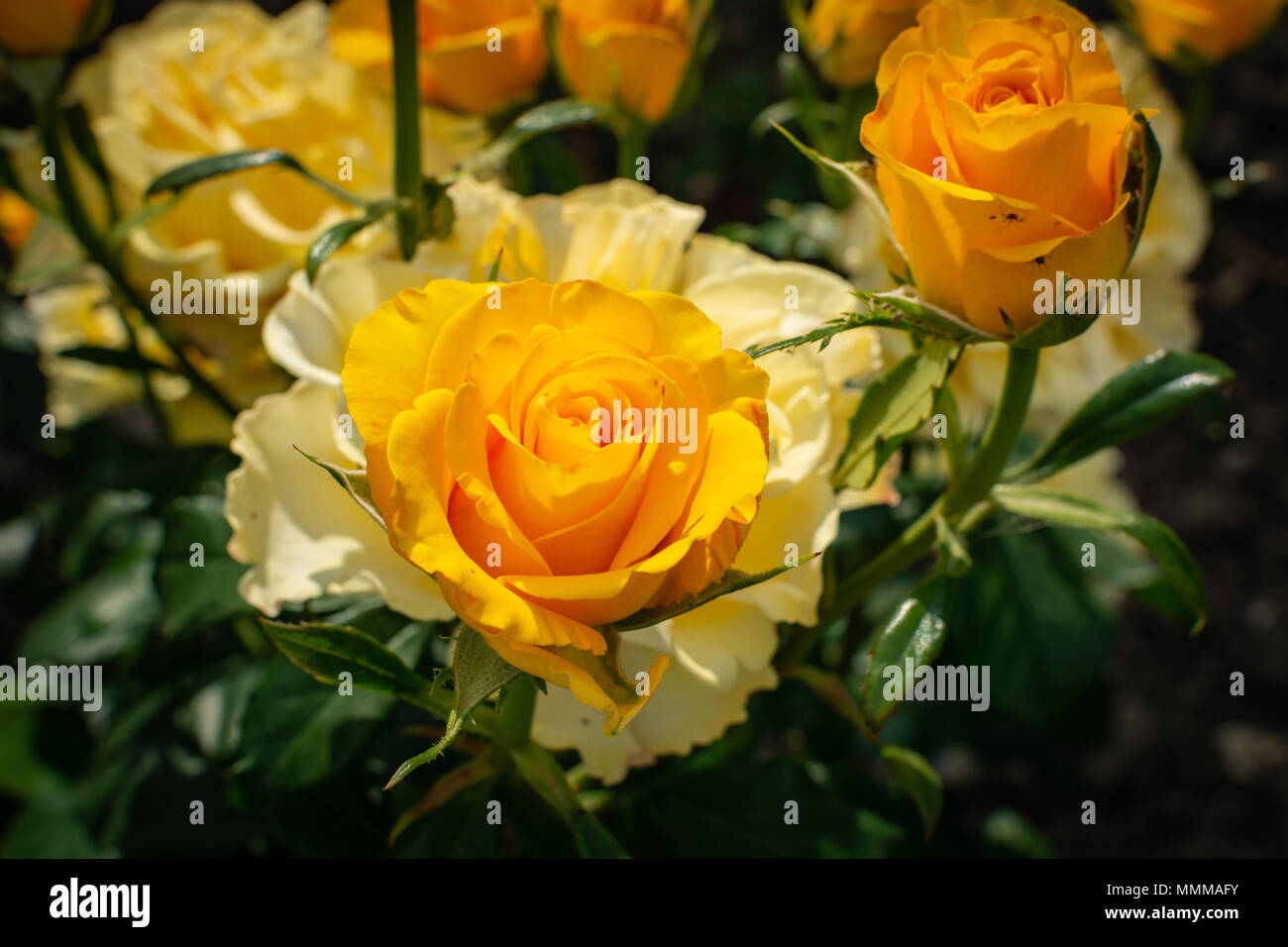 Nahaufnahme der Schöne gelbe Rose im Garten, Ansicht von oben Stockfoto