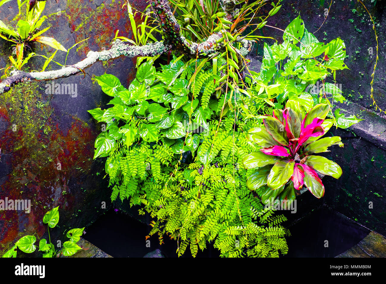 Moosigen nassen Wand und tropischen Pflanzen zur Regenzeit. Tropische Natur Hintergrund Stockfoto