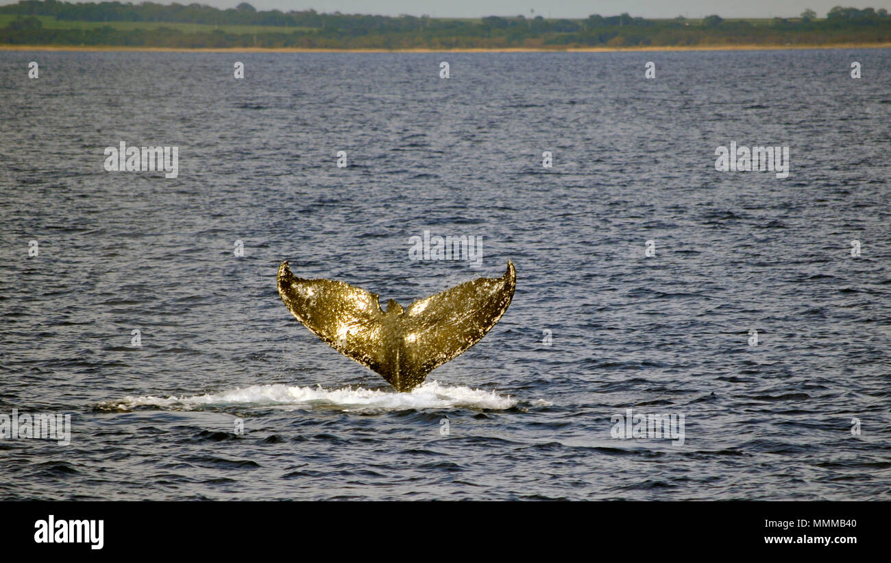 Schwanz Anzeige eines Buckelwals, Megaptera novaeangliae, auf der Oberfläche, Maui, Hawaii, USA Stockfoto