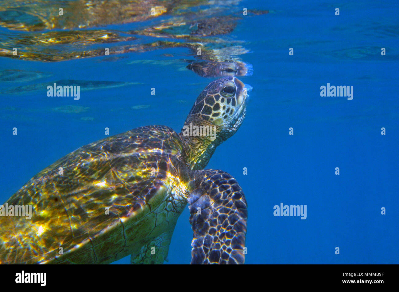 Grüne Meeresschildkröte, Chelonia mydas, Oberflächen zu atmen, Lanai, Hawaii, USA Stockfoto