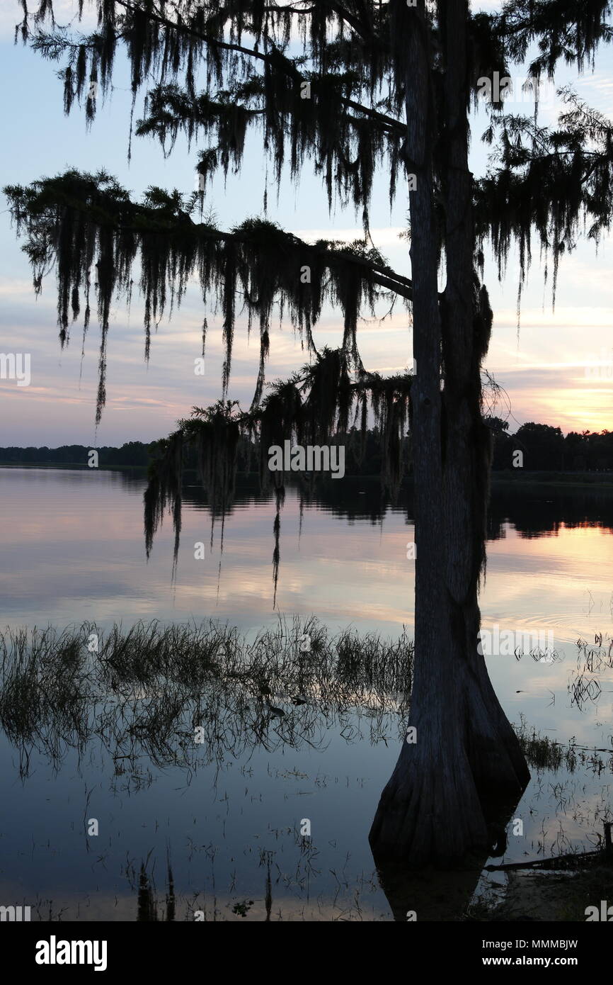 Zypressen drapiert mit spanischem Moos bei Sonnenaufgang See Henderson, Inverness, FL Stockfoto