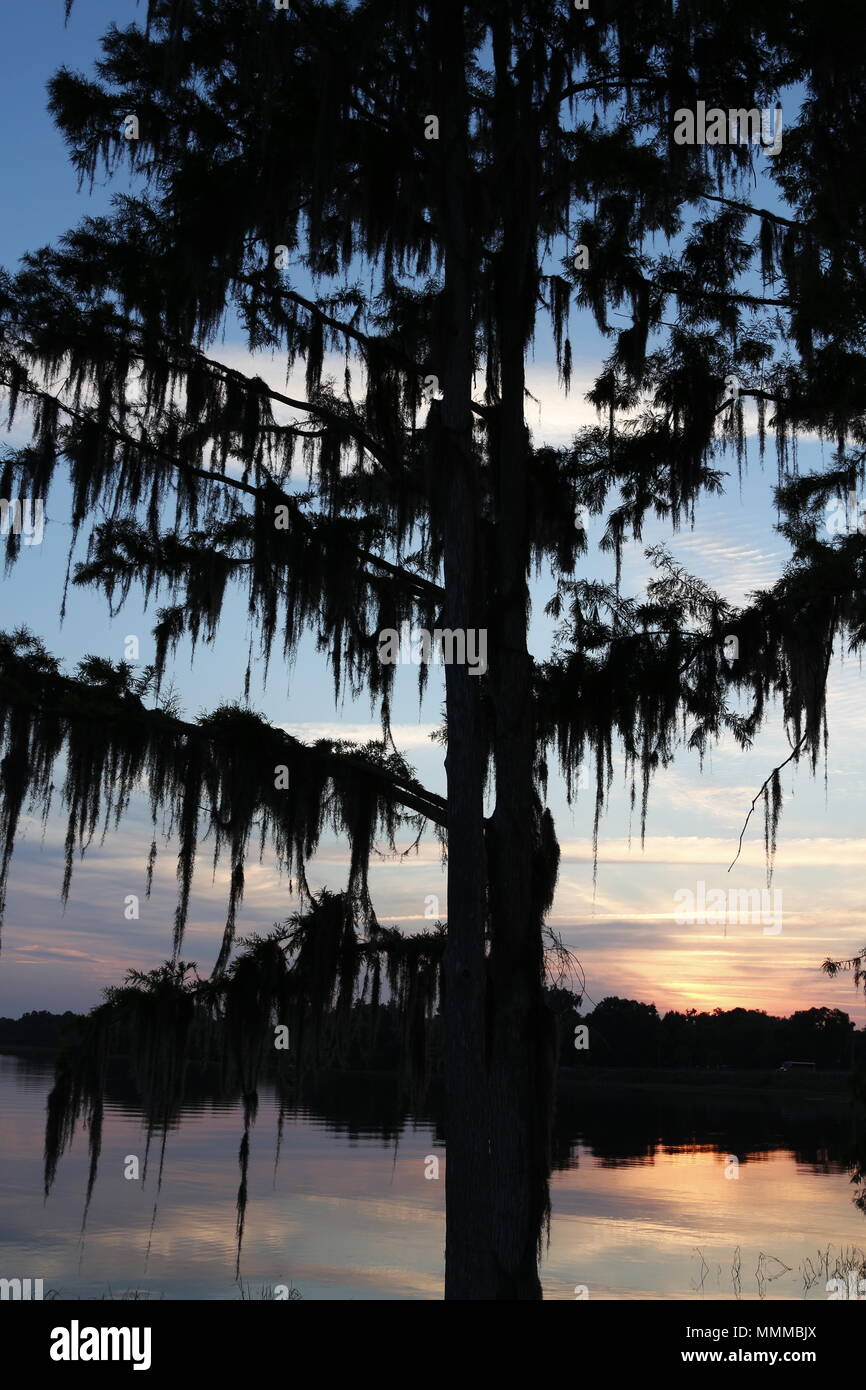 Zypressen drapiert mit spanischem Moos bei Sonnenaufgang See Henderson, Inverness, FL Stockfoto