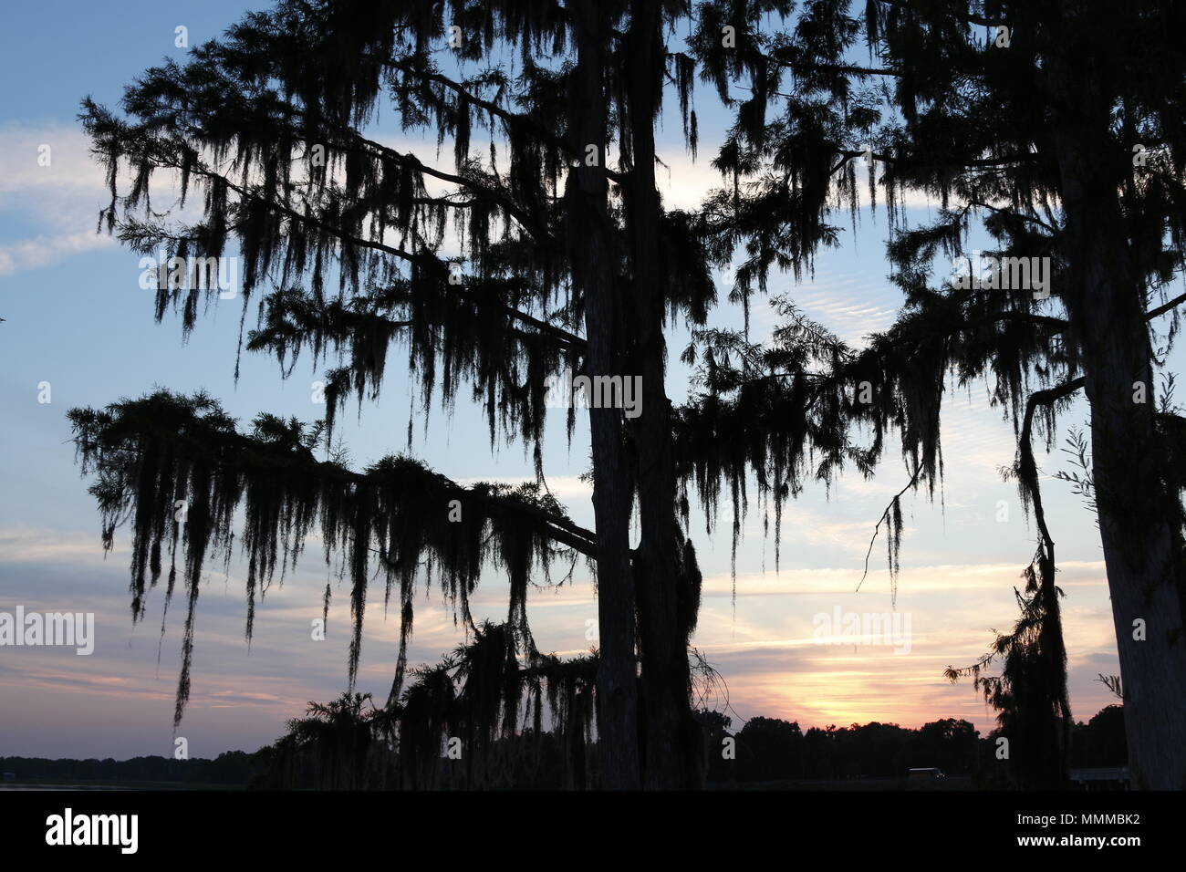 Zypressen drapiert mit spanischem Moos bei Sonnenaufgang See Henderson, Inverness, FL Stockfoto