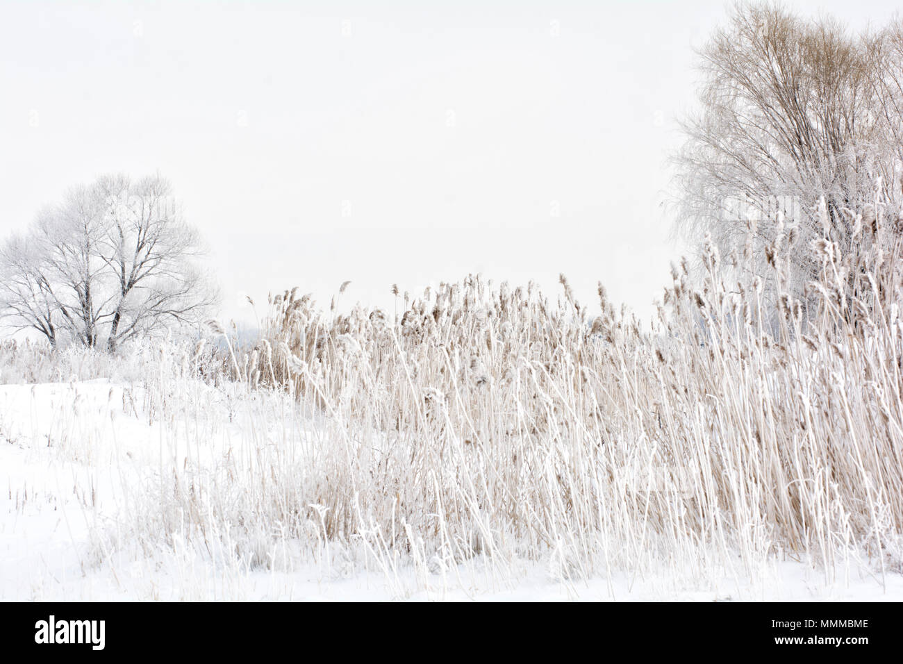 Einen schönen Winter Szene in Norther Ohio entlang der Küste des Lake Erie. Eine Nacht Nebel alle Bäume und Pflanzen, beschichtet mit Eis bilden für eine spektakuläre Stockfoto