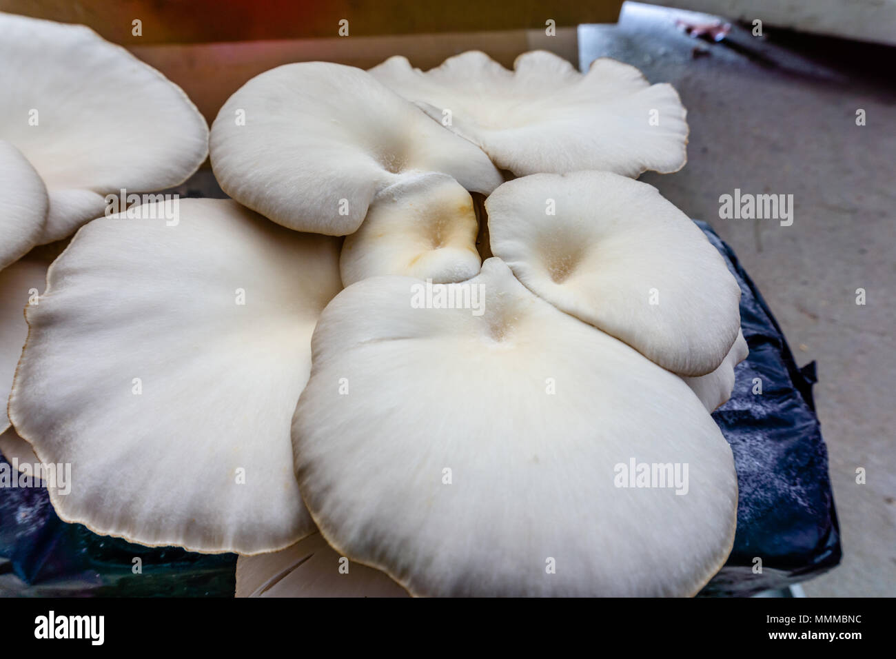 Oyster mushroom oder Pleurotus ostreatus so leicht kultivierten Pilz. Stockfoto