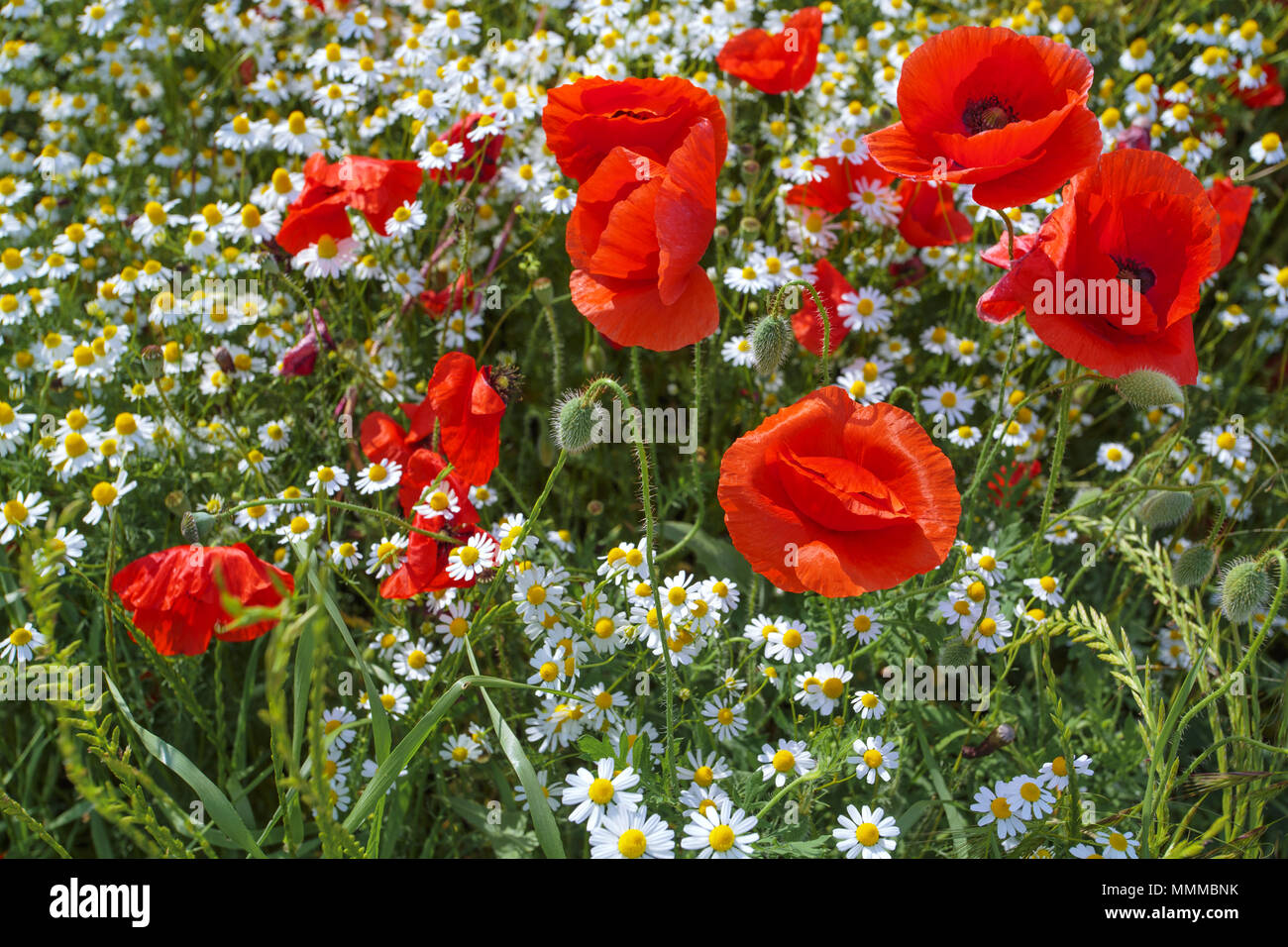 Lindas Flores De Papoula Dancando Keine Vento Stockfoto Bild