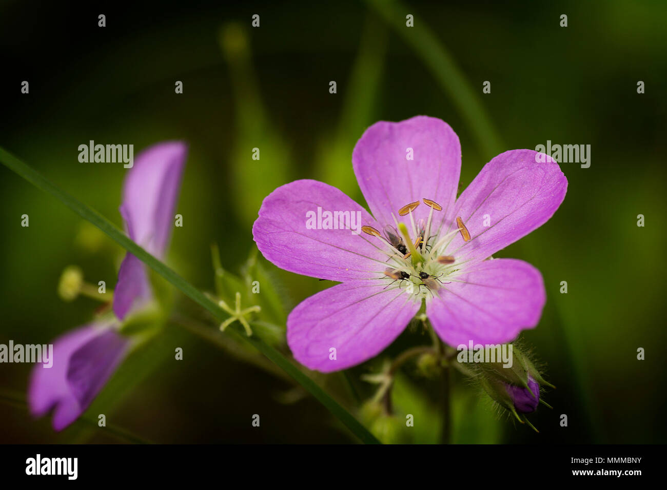 Nahaufnahme eines wilden Geranien oder Geranium maculatum Wildflower mit kleinen Insekten. Stockfoto