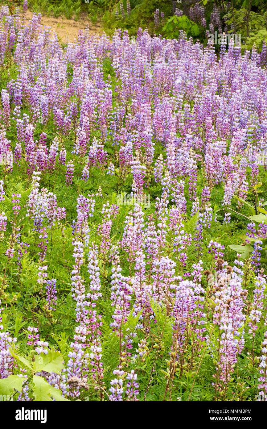 Blue Lupin Lupinus Stockfotos und bilder Kaufen Alamy