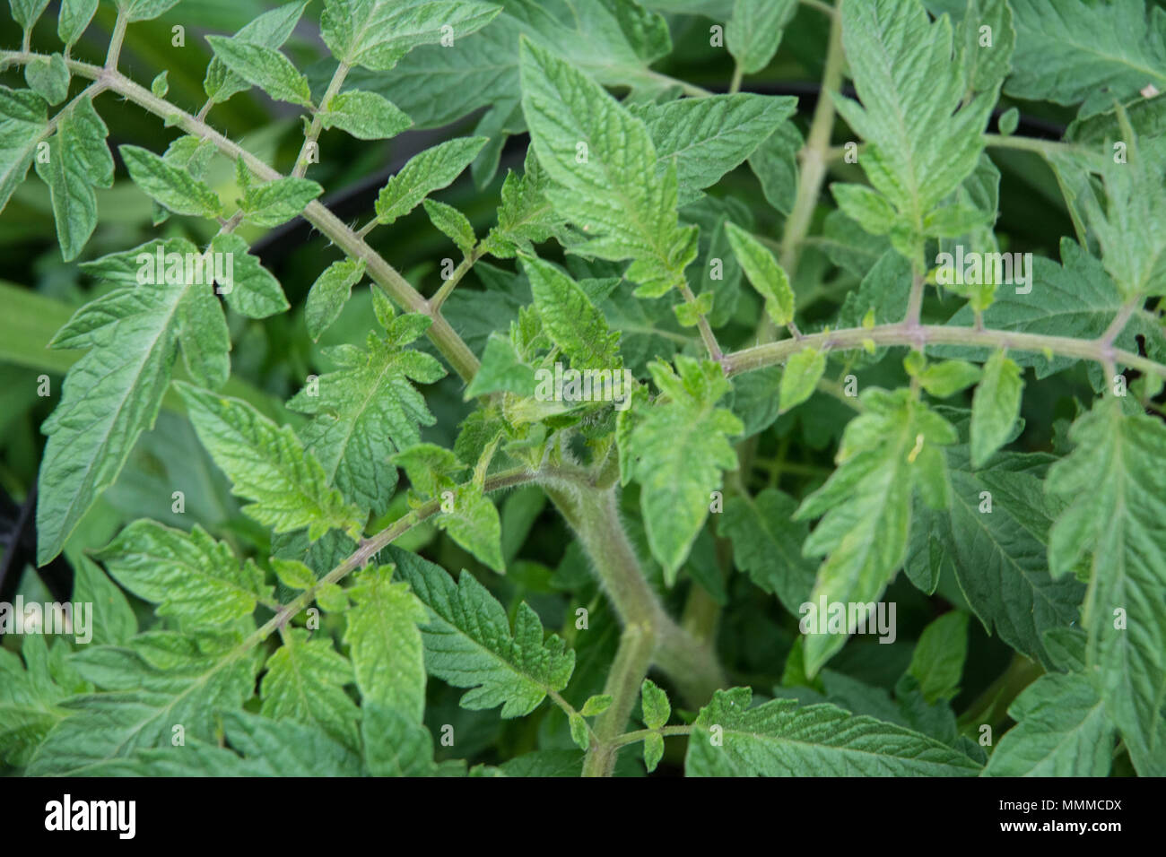 Angehende Tomaten bei den Gruenen. Stockfoto