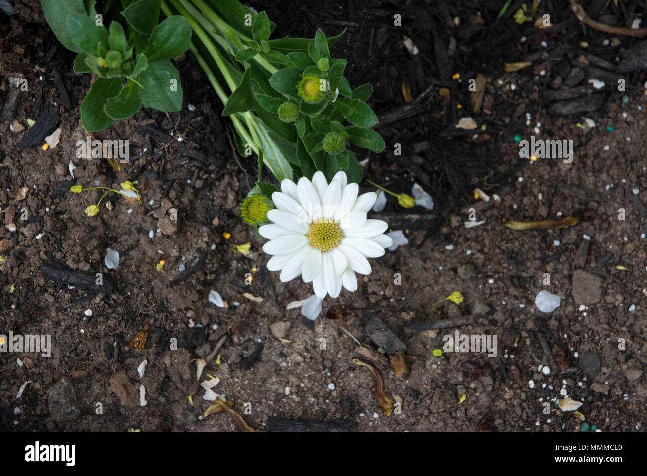 Diese daisy plumpste aus der Packung eines Bündels. Stockfoto