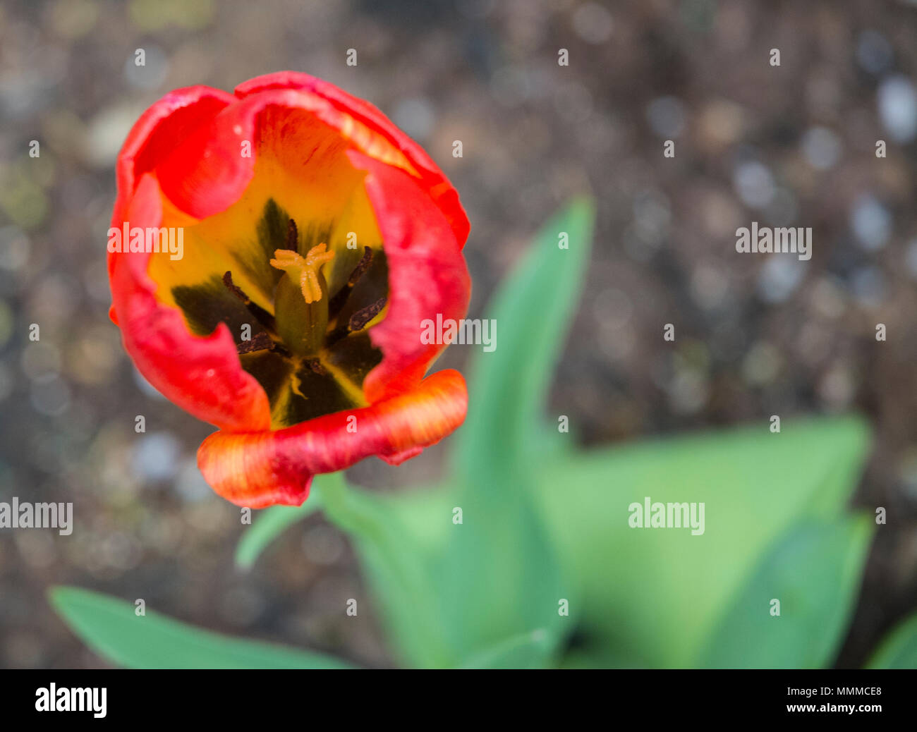 Verfallende tulip ist saisonal. Stockfoto