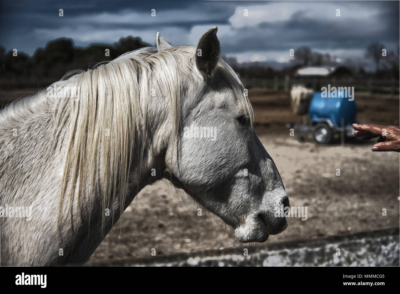 Weiß Gardian Pferd in Saintes Maries de la Mer - Camargue - Provence - Frankreich Stockfoto