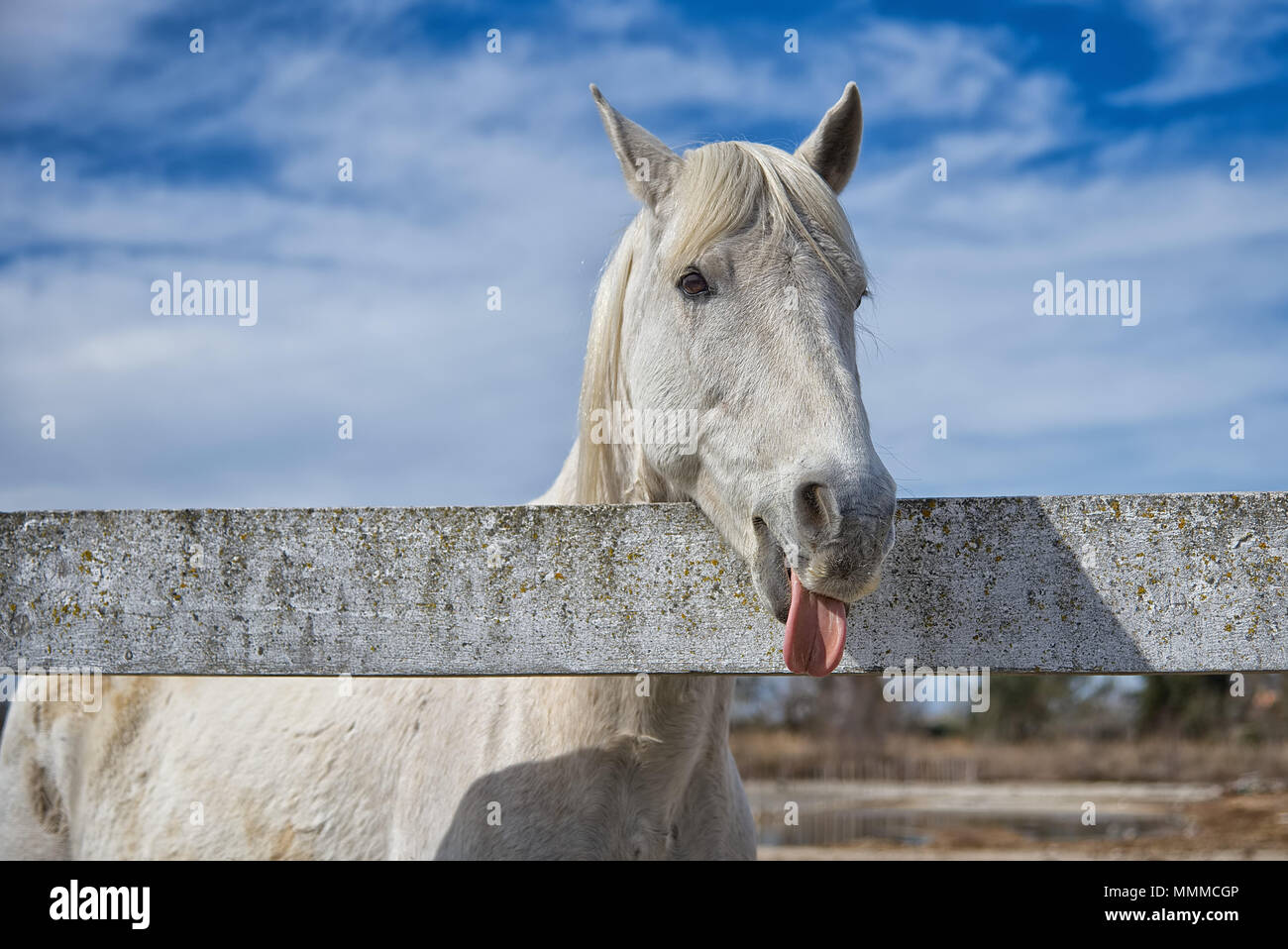 Weiß Gardian Pferd in Saintes Maries de la Mer - Camargue - Provence - Frankreich Stockfoto