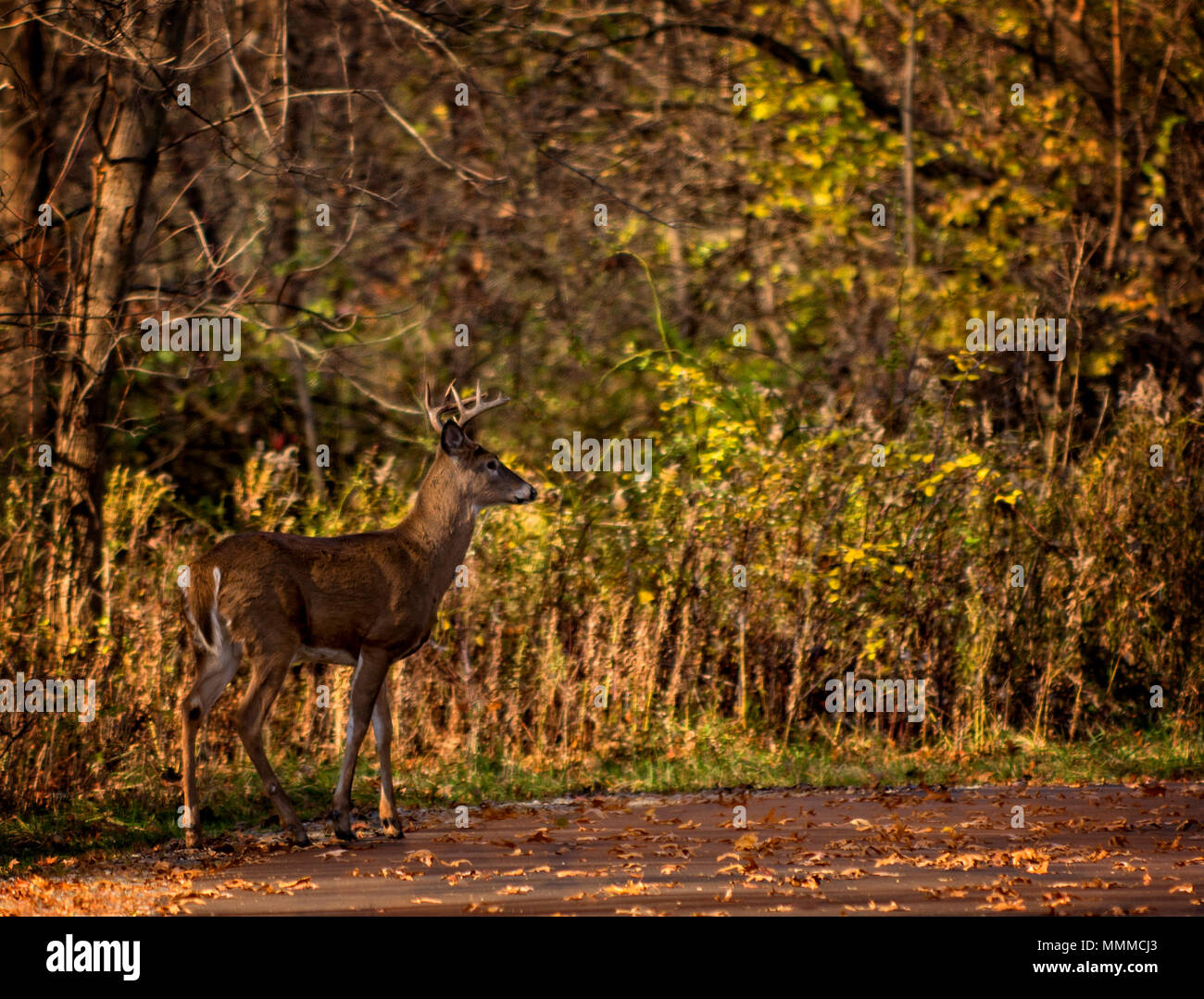 Eine white tailed deer Buck auf der Suche nach Nahrung. Stockfoto