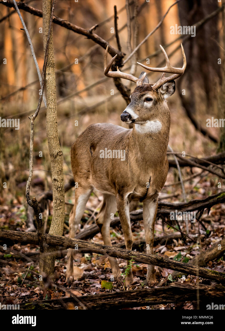 Eine acht Punkt white tailed deer Buck im Wald von Ohio. Stockfoto