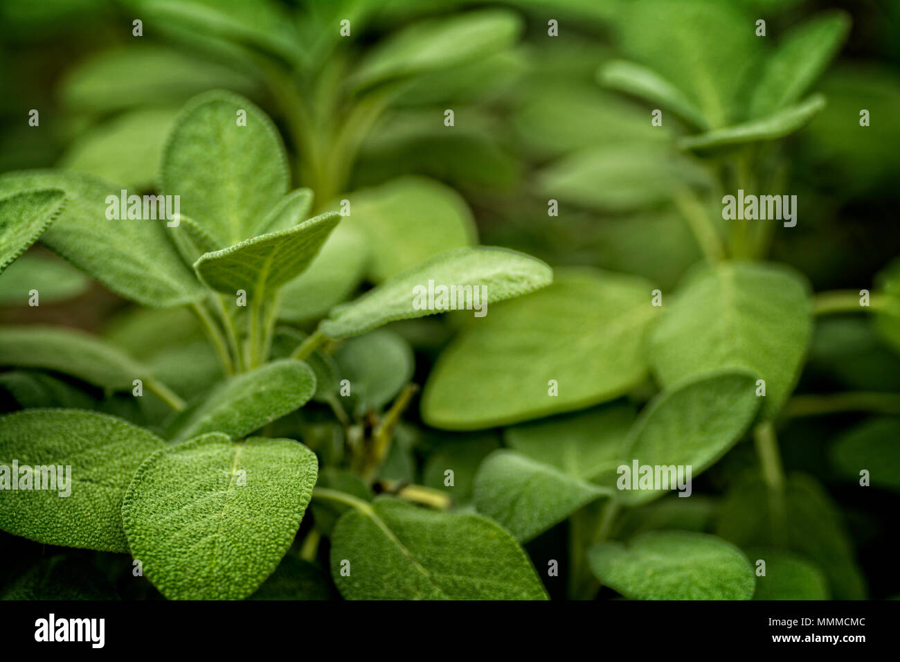 Foto der Lämmer Ohr Laub Anlage. Die Blätter dieser Pflanze sind mit einem weichen Haar wie Fasern bedeckt. Stockfoto