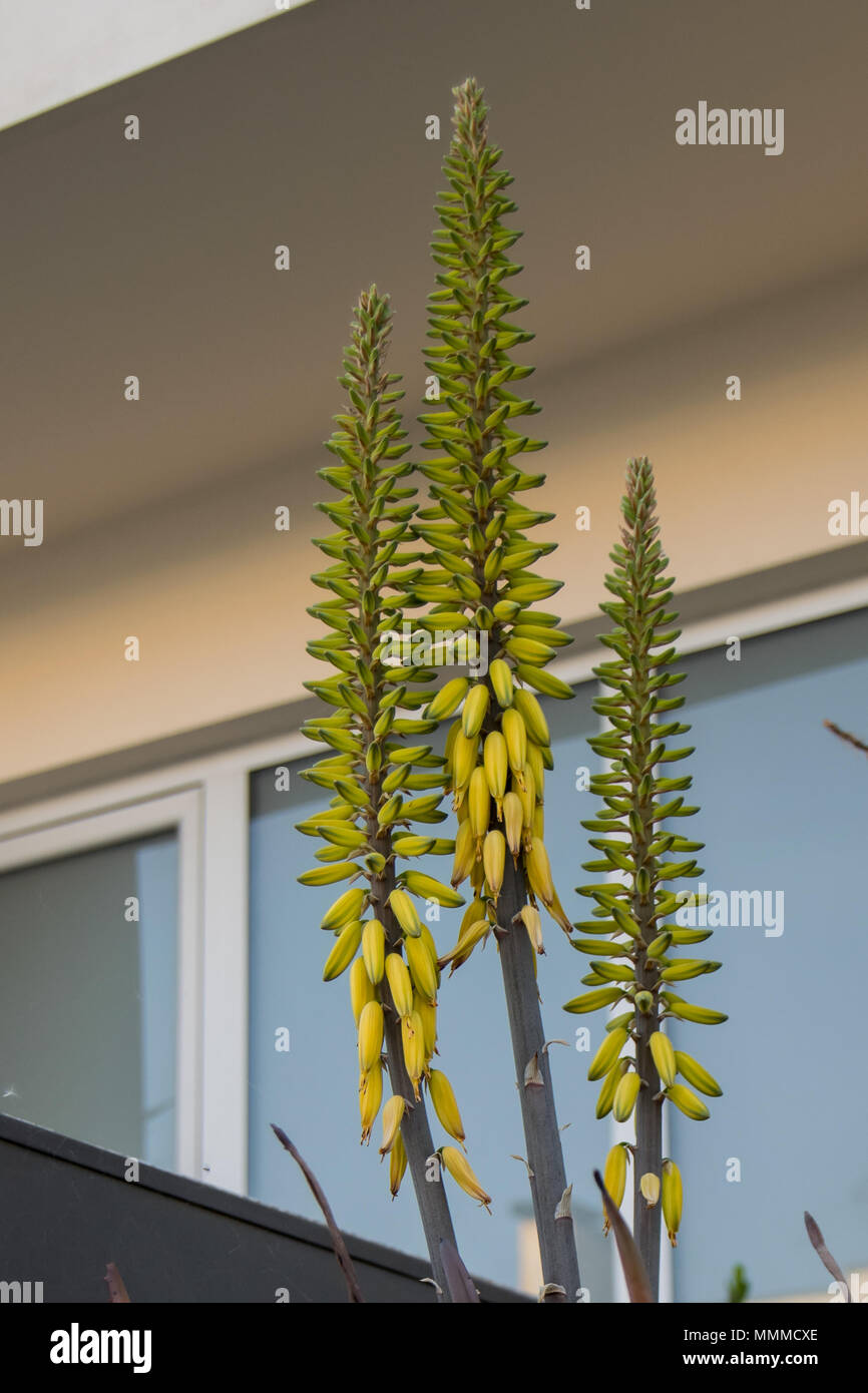 Aloe Vera, Aloe barbadensis gelbliche Pflanzenblume. Aloe Vera Blume. Stockfoto