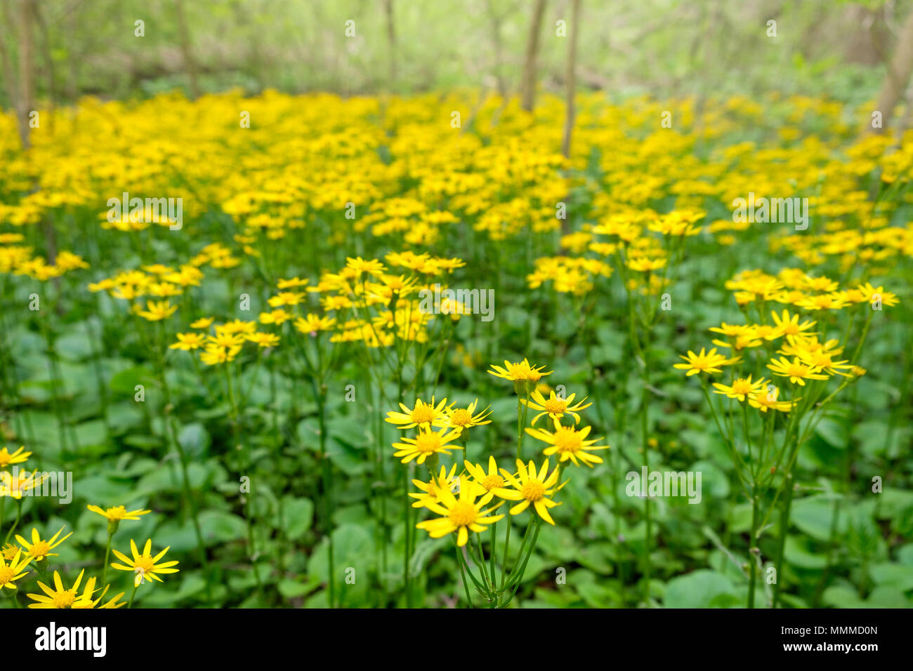 Garten in Bucks County mit einheimischen Pflanzen und Blumen, Bowman's Hill Wildflower Meadow bewahren, New Hope, Pennsylvania, USA Stockfoto