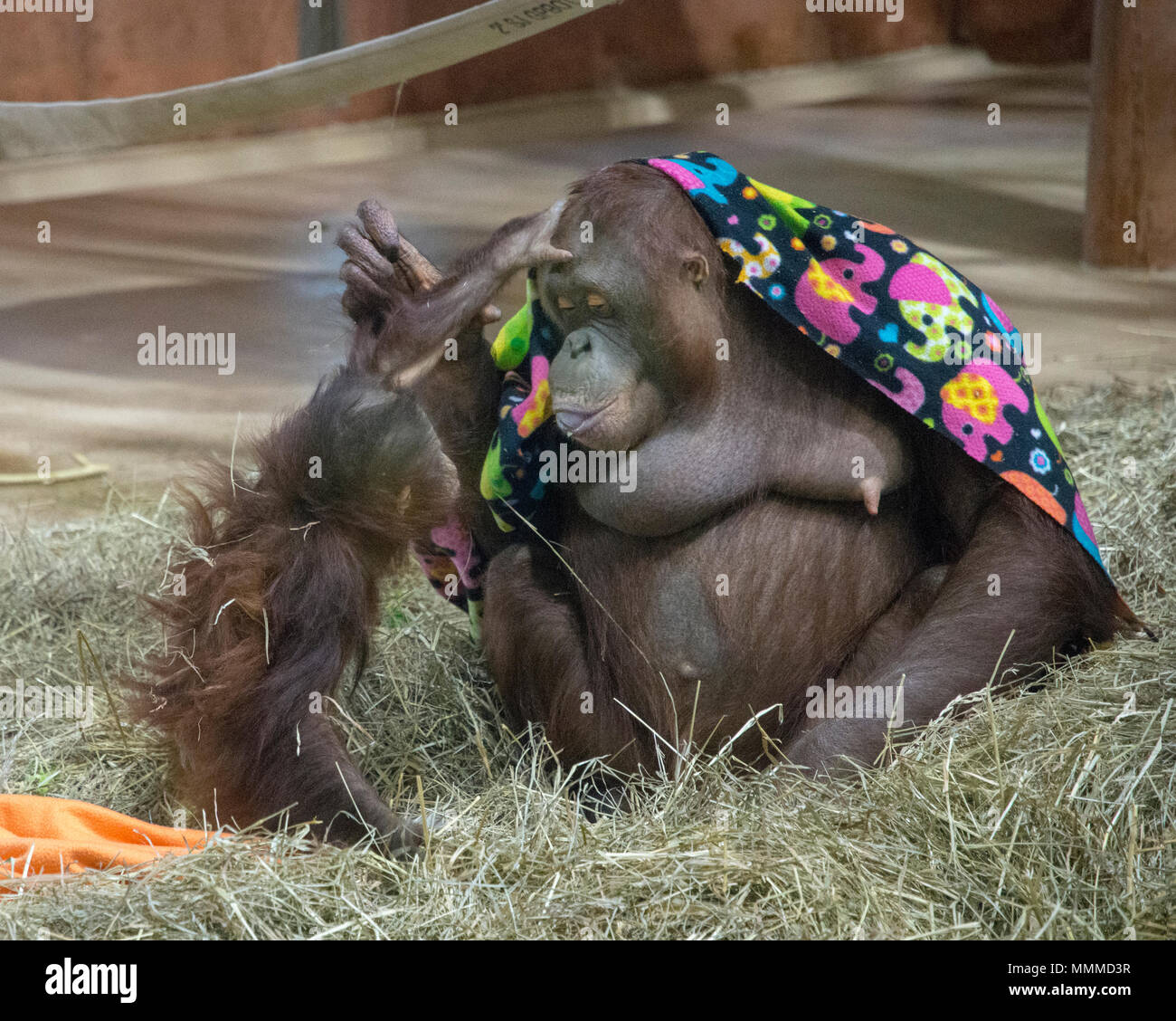Orang-utan Batang spielerisch Aktien eine Festlichkeit mit ihrem Sohn Redd an ihrem Haus in der Think Tank an der National Zoo in Washington, DC. Stockfoto