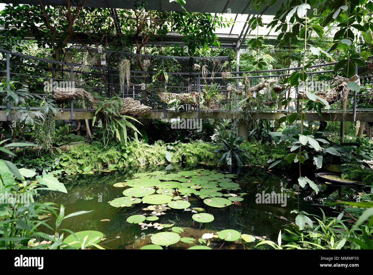 Innenansicht des Tropenhauses, Orto Botanico di Roma oder Roms botanischen Garten. In den 1990er Jahren das Gewächshaus hosts Pflanzen f gebaut Stockfoto