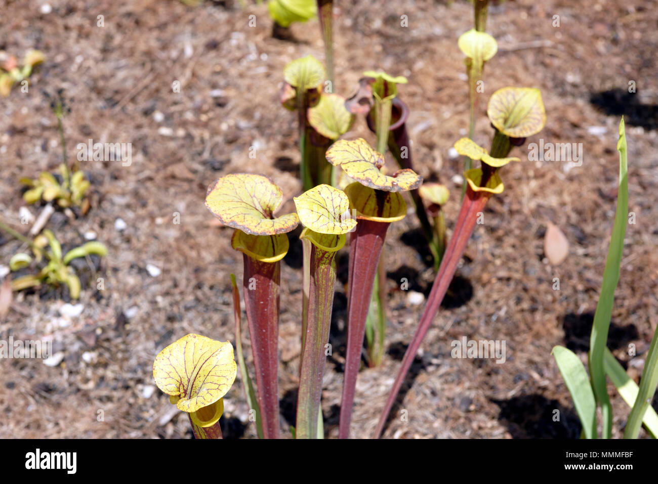 Fleischfressende Sarracenia purpurea Schlauchpflanzen, Orto Botanico di Roma oder Roms botanischen Garten. Stockfoto