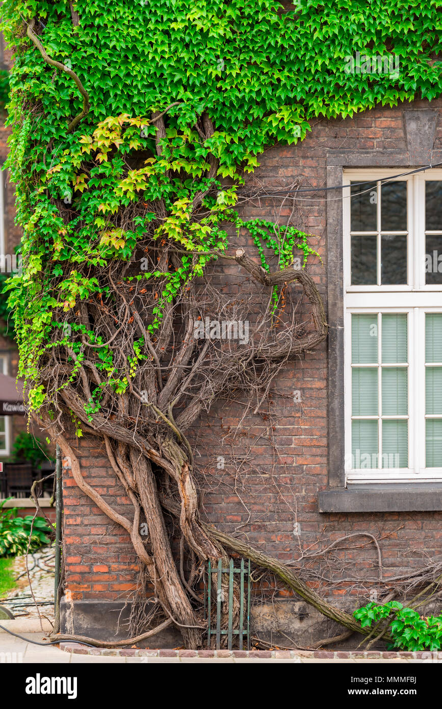 Alte dicke Weinstock wickelt das backsteingebäude außerhalb Stockfoto