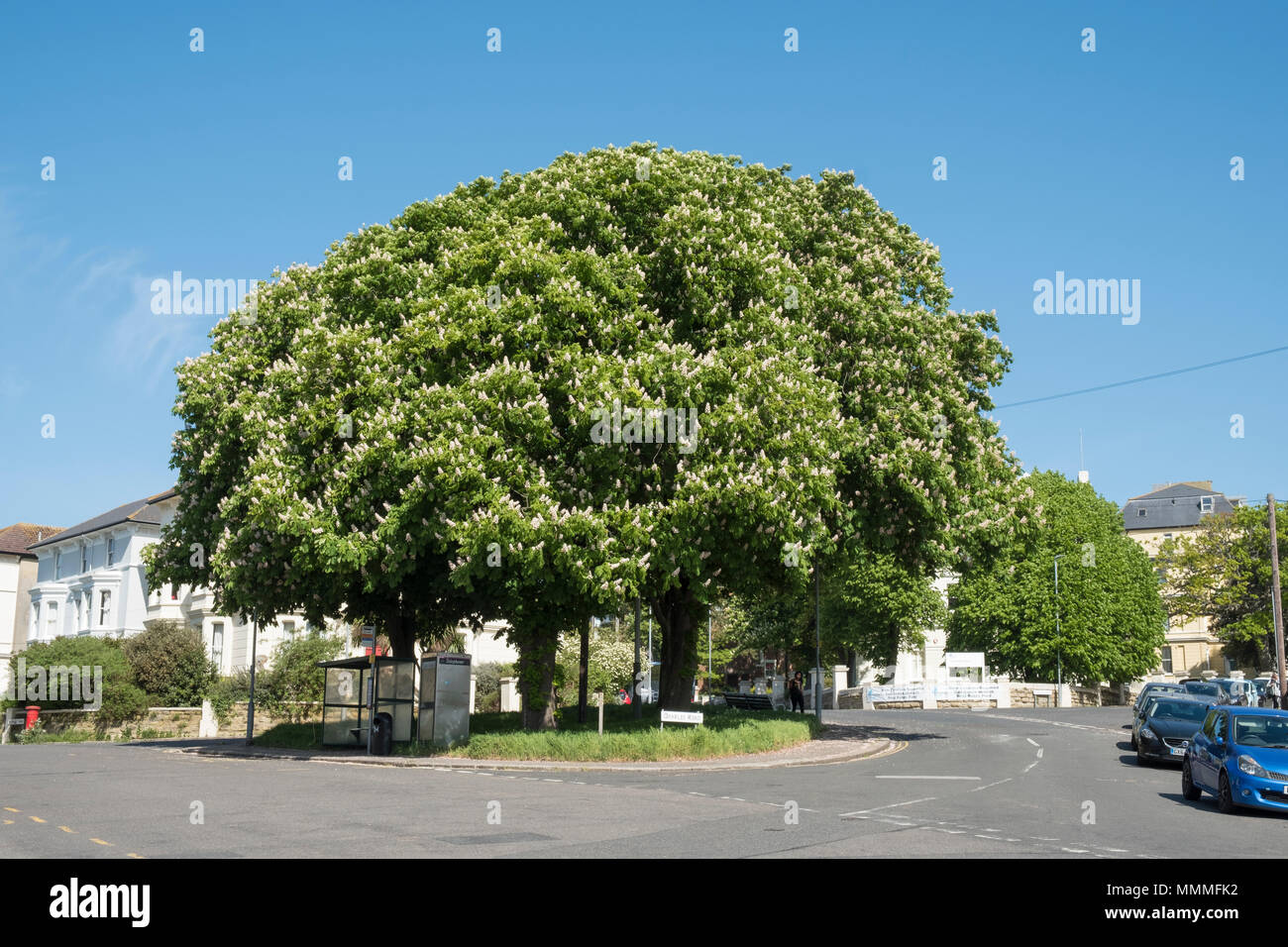 Rosskastanie (Aesculus hippocastranum) Bäume, die auf kleinen Dorf Grün in St Leonards, East Sussex, Großbritannien Stockfoto
