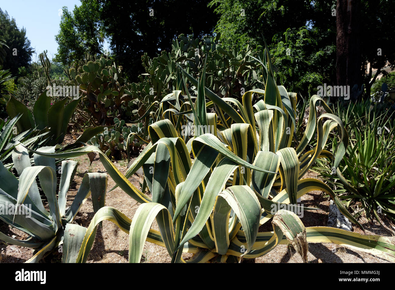 Agave americana 'Marginata' an der Orto Botanico di Roma oder botanischer Garten von Rom, Italien vielfältig. Stockfoto