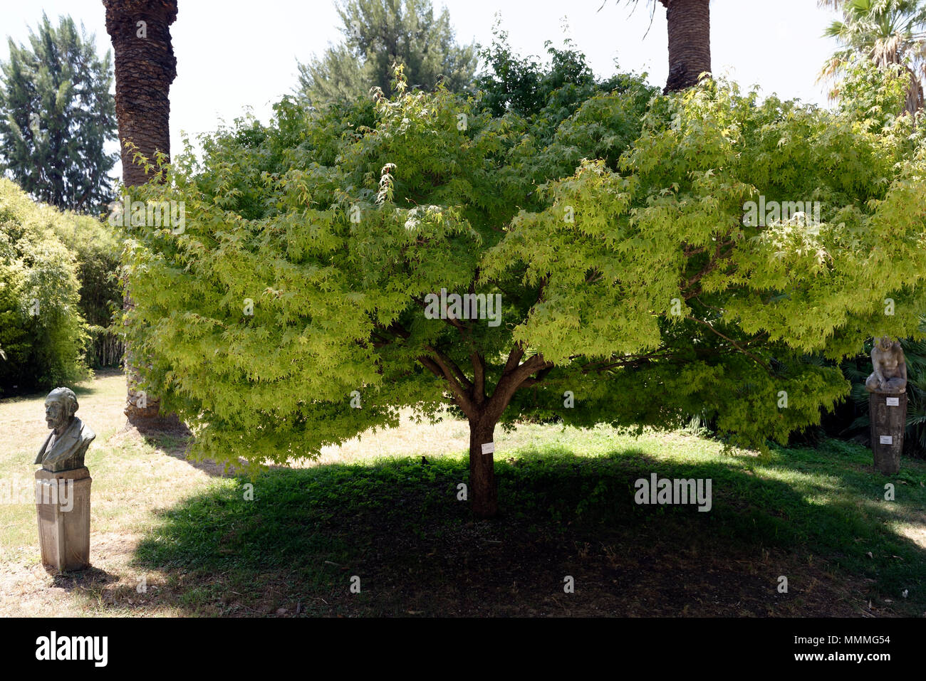 Acer palmatum Sapindaceae, Orto Botanico di Roma oder Roms botanischen Garten. An den unteren Hängen des Gianicolo oder Gianicolo-hügel, die Ruhigen Stockfoto
