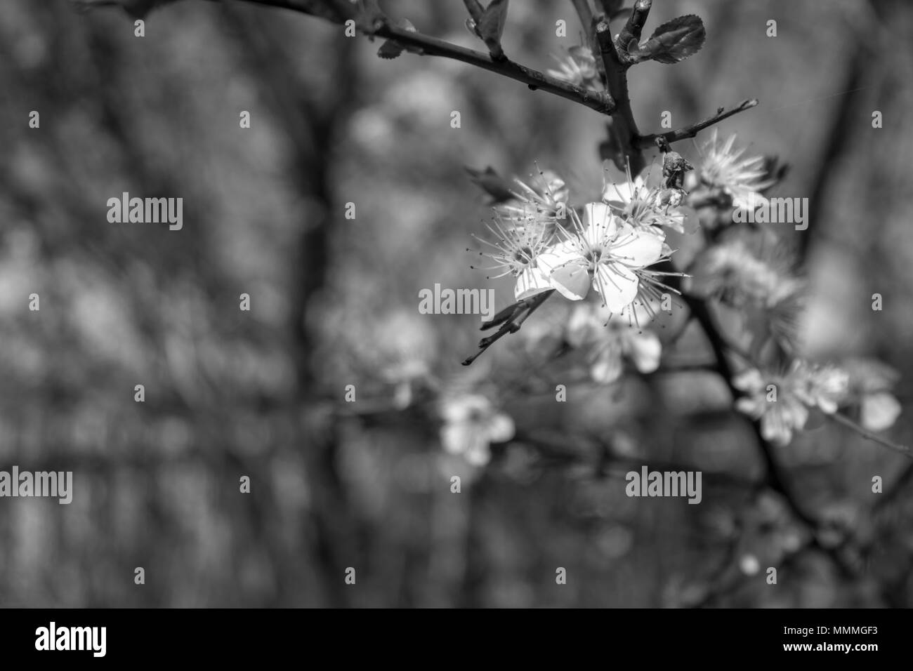 Nahaufnahme von einem Baum mit verschwommenen Hintergrund. Stockfoto