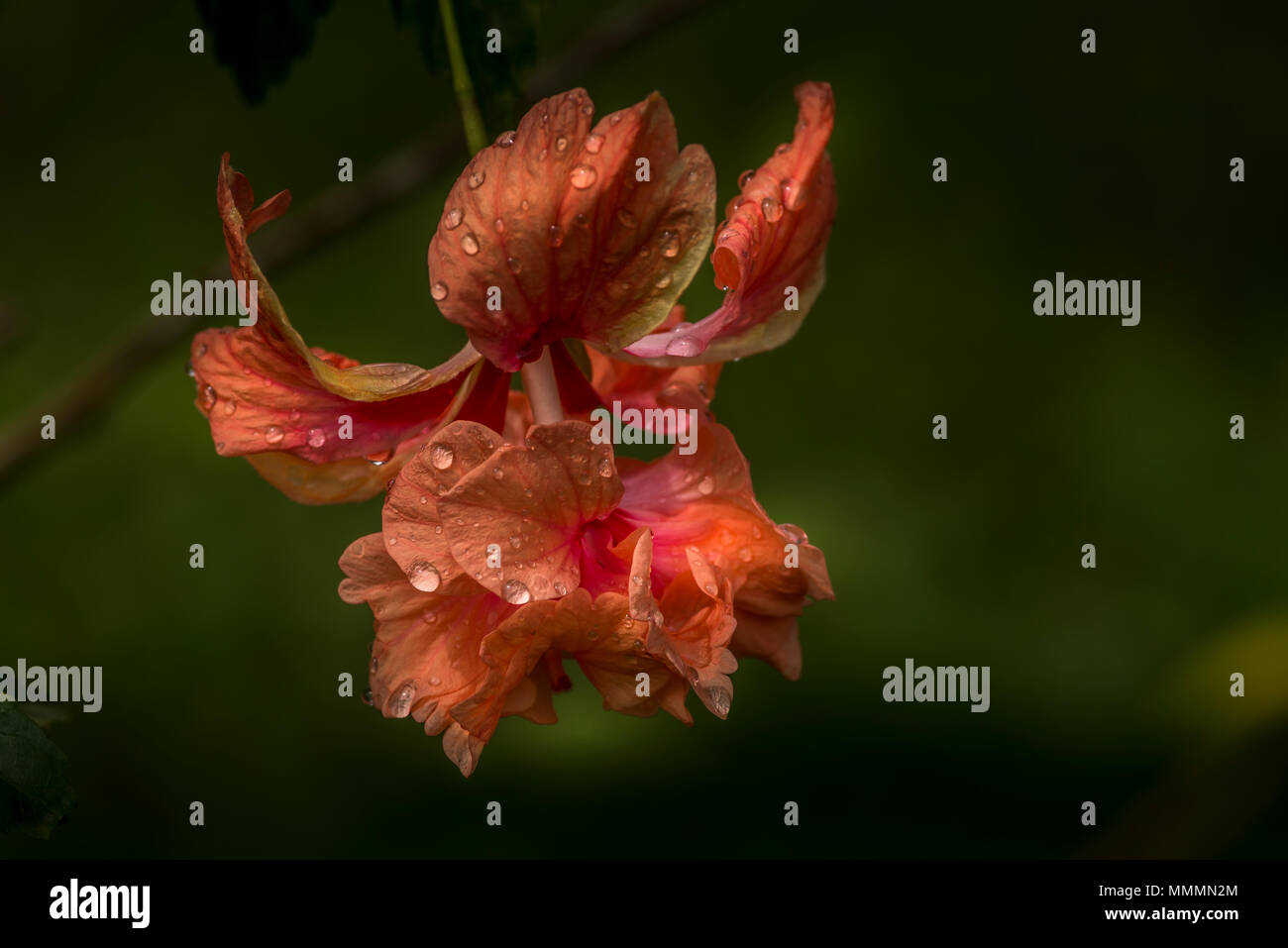 Orange Hibiscus Flower auf Taboga, bekannt als die "Insel der Blumen" in Panama Stockfoto