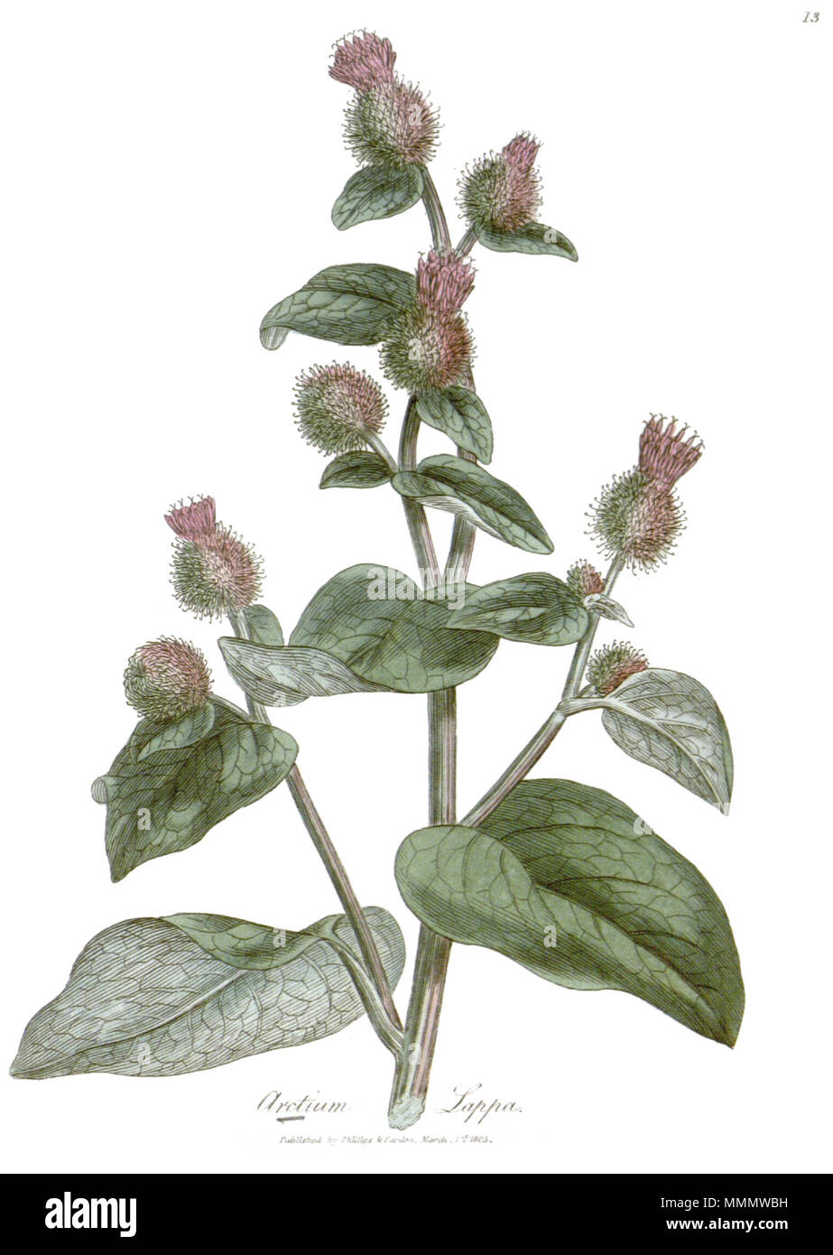. Englisch: Abbildung: Arctium lappa L. von der Platte 13 Der: Hooker, W. J., Bohn, J., Sowerby, J., Spratt, G. & Woodville, W.; J. Bohn (Hg.) 1832: Medizinische Botanik. Die systematische und allgemeine Beschreibungen, mit Platten aller Heilpflanzen, die in den Katalogen der Materia medica begreifen, wie die Royal Colleges der Ärzte von London, Edinburgh und Dublin, zusammen mit den wichtigsten Heilpflanzen nicht in jenen pharmocopoeias, mit einer indizien Detail ihrer Wirkungen begleitet, und der Krankheiten, in denen sie am meisten Erfolg haben Stockfoto