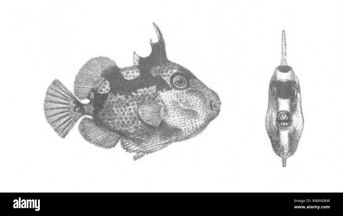 . Das ist ein Bild mit dem Titel "Balistes Phaleratus" aus Band 1 von John Lort Stokes 1846 Buch Entdeckungen in Australien. Die Fische abgebildet ist nun bekannt als Abalistes stellaris (Starry Drückerfische). . 1846. 'Drawn auf Stein von W. Mitchell. Hullmandel & Walton Lithografen.'69 Balistes Phaleratus (Entdeckungen in Australien) Stockfoto