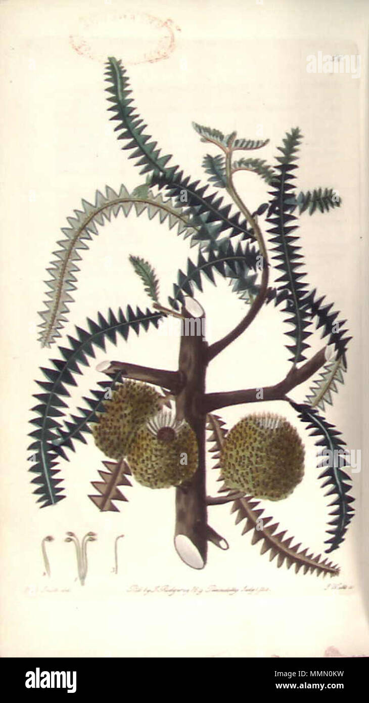 . Dies ist eine Gravur von Banksia dryandroides (MARBLES-leaved Banksia). Es ist die Platte 56 von Robert's Sweet 1828 Buch Flora Australasica. . 1. Juli 1828. Von J. Watt 71 Banksia dryandroides von Flora Australasica eingraviert Stockfoto