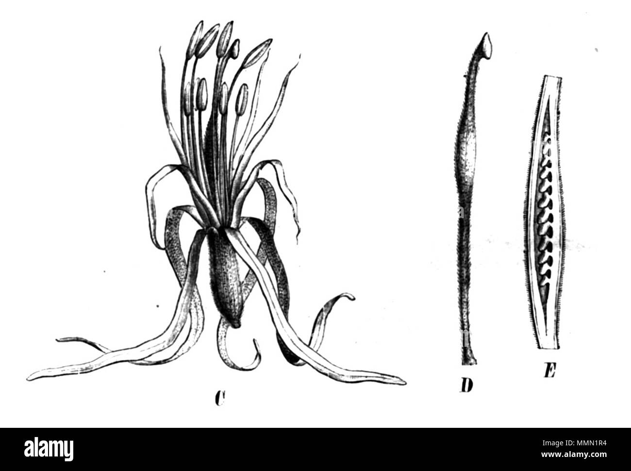 . Abbildung aus Buch 76 Bauhinia rufa Taub 86b Stockfoto