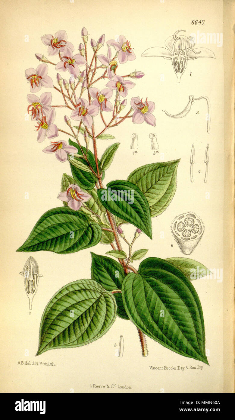. Bredia hirsuta, Melastomataceae. 1882. A.B.-Del., J. N. Fitch lith. 97 Bredia hirsuta 108-6647 Stockfoto