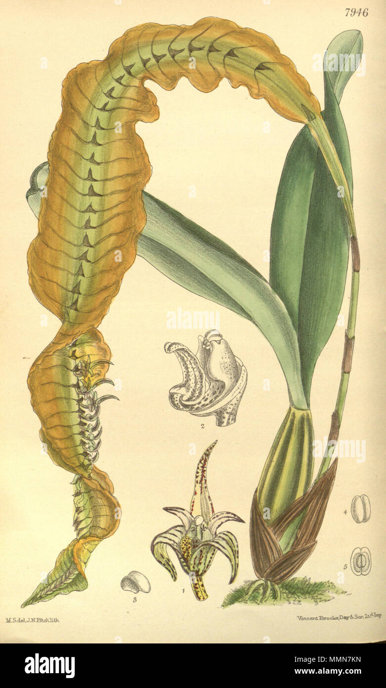 . Abbildung: Bulbophyllum maximum (syn. Megaclinium platyrhachis). 1904. M. S. del. (= Matilda Smith, 1854-1926), J. N. Fitch lith. (= John Nugent Fitch, 1840 - 1927) Beschreibung von William Botting Hemsley (1843-1924) 104 Bulbophyllum maximum (als Megaclinium platyrhachis) - Werk - Curtis' 130 (Ser. 3 Nr. 60) pl. 7946 (1904) Stockfoto