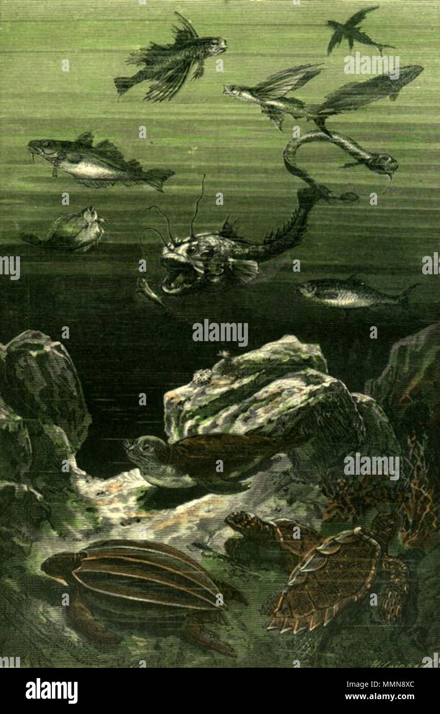 . Englisch: Eine Illustration von Jules Vernes Roman "20 000 Meilen unter dem Meer" (1866-69) gezeichnet von George Roux. Polski: Ilustracja powieści Juliusza Verne' Ein 'Dwadzieścia tysięcy Mil podmorskiej żeglugi' (tytuł przekładany także Jako: "wadzieścia tysięcy Mil podmorskiej żeglugi około świata', '20.000 Mil podmorskiej żeglugi'; 1866-69, ich wyd. 1870) autorstwa Alphonse'a de Neuville lub Édouarda Riou. Français: Jules Verne "Vingt mille lieues Sous les mers" (1866-69), Dessins par Alphonse De Neuville ou Édouard Riou. Diese Datei wurde hochgeladen mit Commonist. Orginal Beschreibung tak Stockfoto