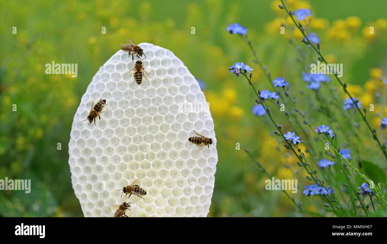 Runde weiße Bienen auf Wabe mit gelben und blauen Blumen Hintergrund Stockfoto